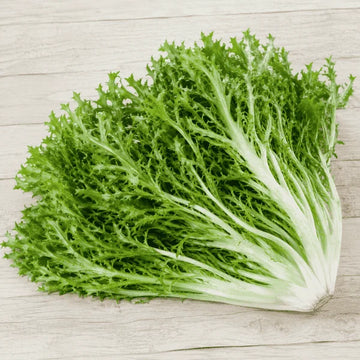 Chicory endive Barbe de Capucin leaves