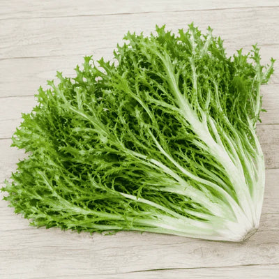 Chicory endive Barbe de Capucin leaves