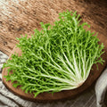 Chicory endive escarole Corneta de Burdeos variety