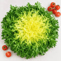 Chicory endive Frisée Rizada Cabello de Ángel