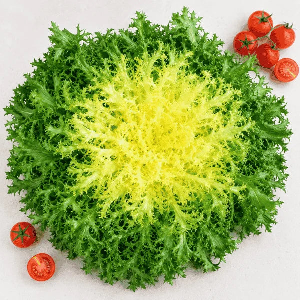 Chicory endive Frisée Rizada Cabello de Ángel