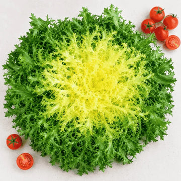 Chicory endive Frisée Rizada Cabello de Ángel
