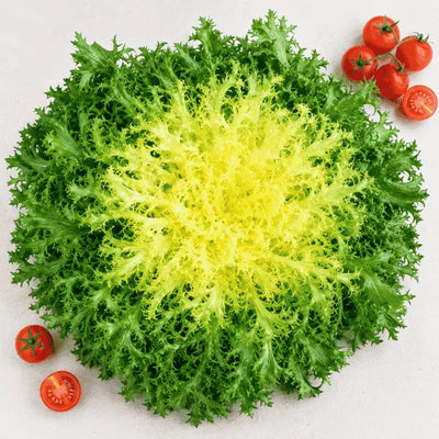 Chicory endive Frisée Rizada Cabello de Ángel