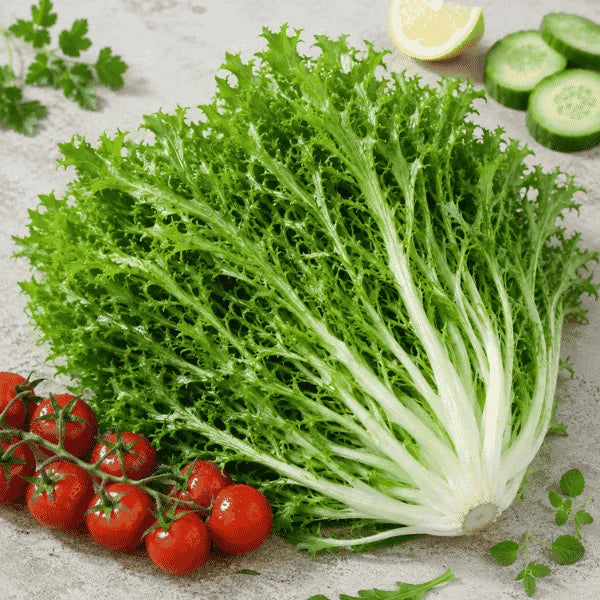 Chicory endive Frisée Rizada Doble de Verano