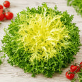 Chicory endive Frisée Rizada Perruca del Prat