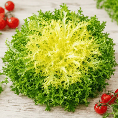 Chicory endive Frisée Rizada Perruca del Prat