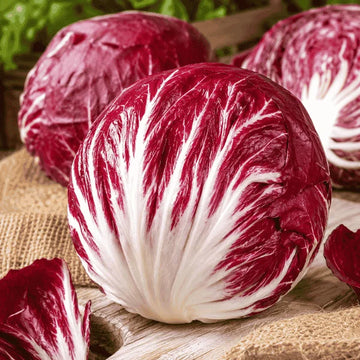 Red and white Palla Rossa radicchio chicory