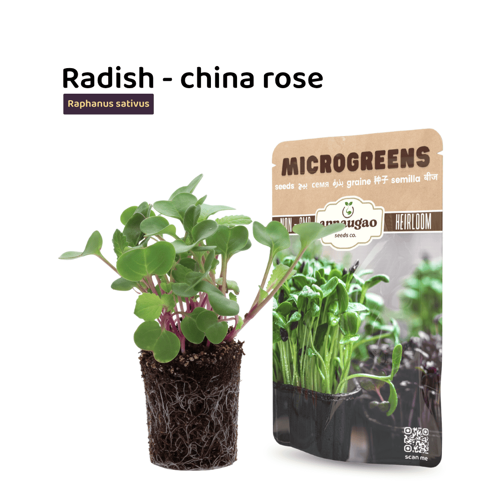 buy microgreens seeds radish in Pakistan