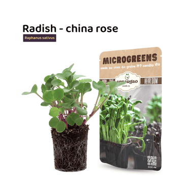 buy microgreens seeds radish in Pakistan