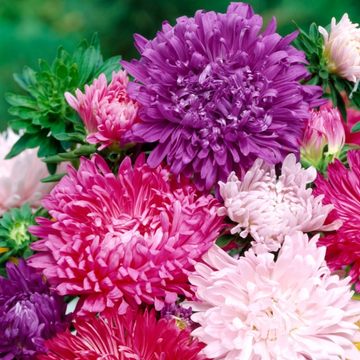 China Aster Giant Comet Hybrid Mix Flower Seeds