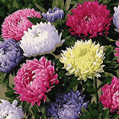 China Aster Super Princess Hybrid Mix Flower Seeds - Apnaugao