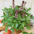 Cinnamon basil plant with green leaves and purple flowers