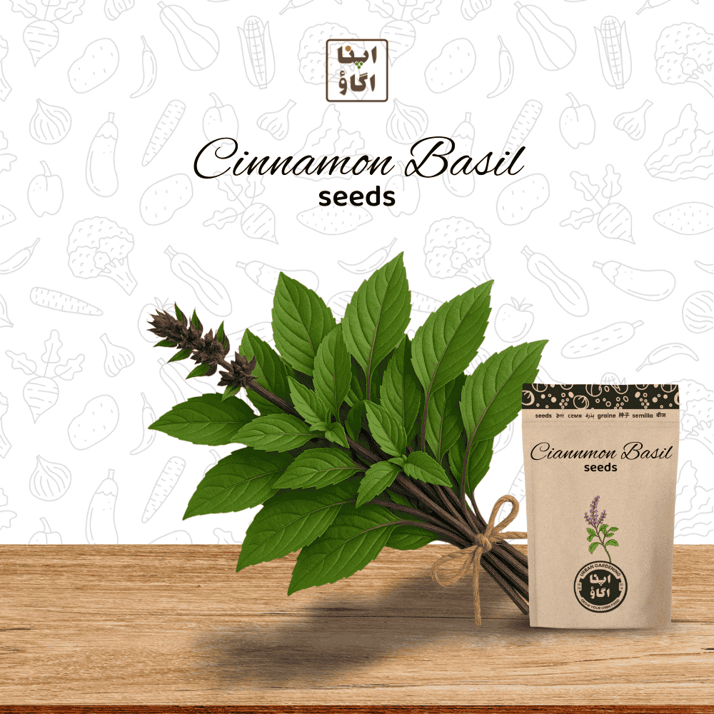 cinamon basil seeds for home gardening 