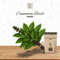 cinamon basil seeds for home gardening 