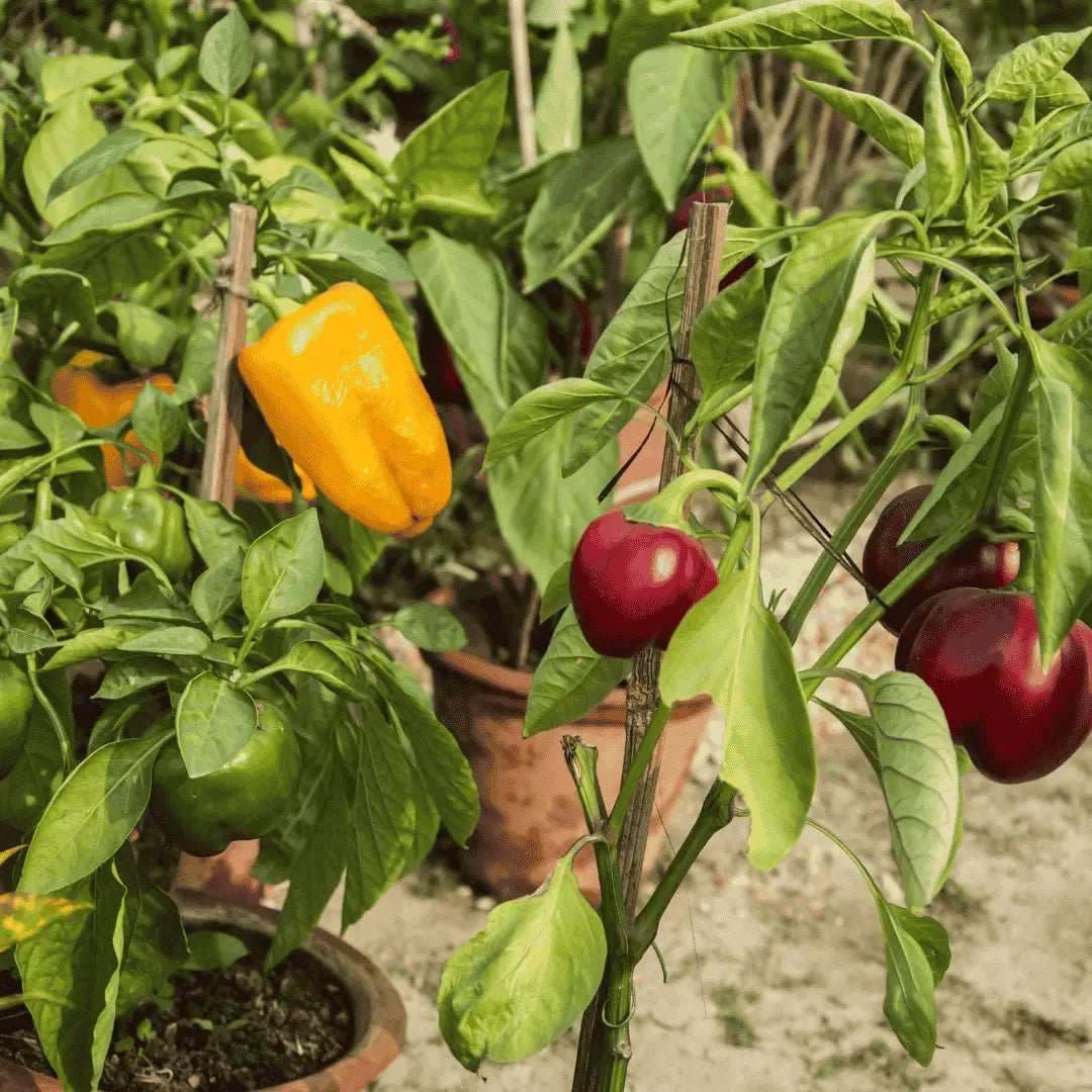 Mix Bell Pepper Seeds – Colorful Sweet Peppers