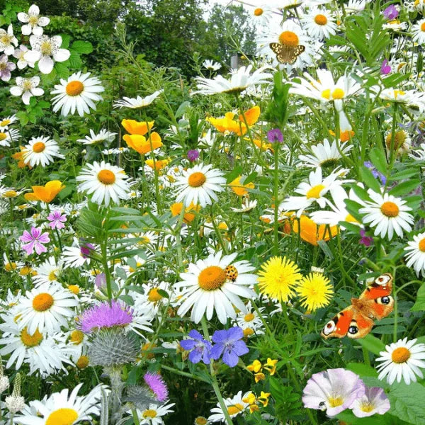 Shasta Daisy Silver Princess seeds – compact white daisy flower seeds in Pakistan – ApnaUgao
