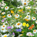 Buy compact Shasta Daisy Silver Princess seeds online in Pakistan – Leucanthemum superbum white blooms with golden centres – ApnaUgao