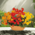 cosmos mix flower seeds for summer