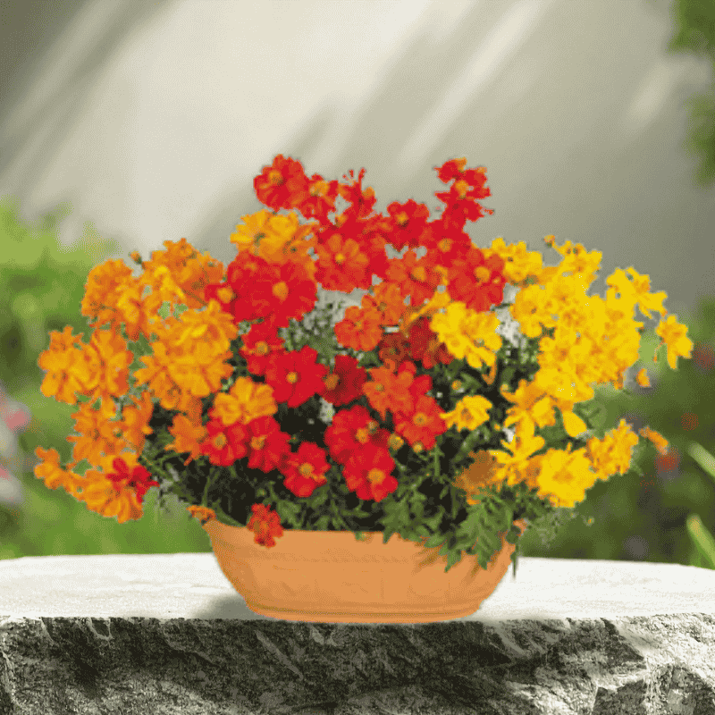 cosmos mix flower seeds for summer