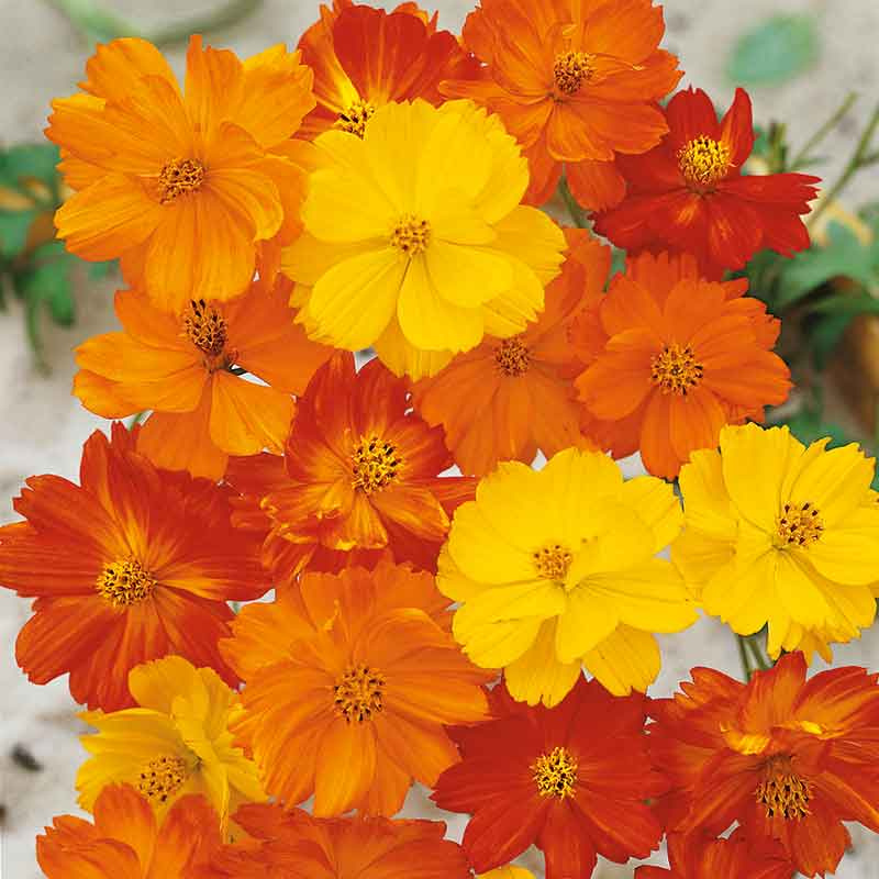 Polidor Mix Cosmos flowers – cosmos seeds in Pakistan | Apnaugao