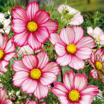 Red Stripe Cosmos flowers – cosmos seeds in Pakistan | Apnaugao