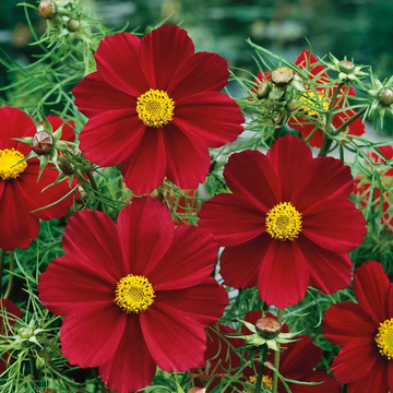 Versailles Tetra Red Cosmos flowers – cosmos seeds in Pakistan | Apnaugao