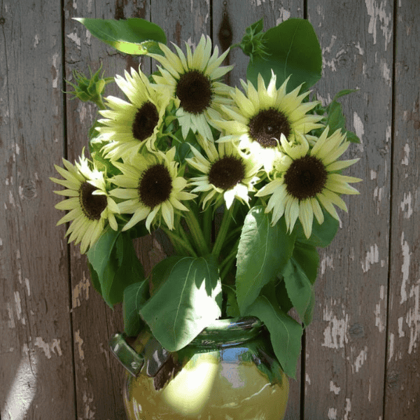 white sun flower seeds availavle ow in Pakistan