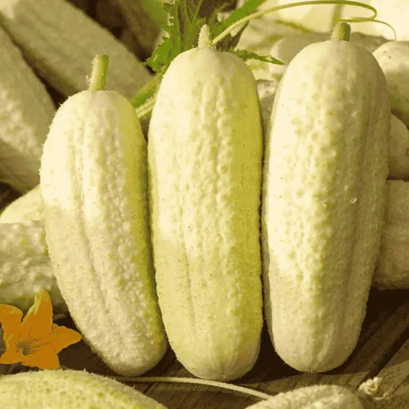 Heirloom Cucumber Seeds - White wonder - Apnaugao