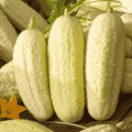 grow white wonder cucumber at home in Pakistan