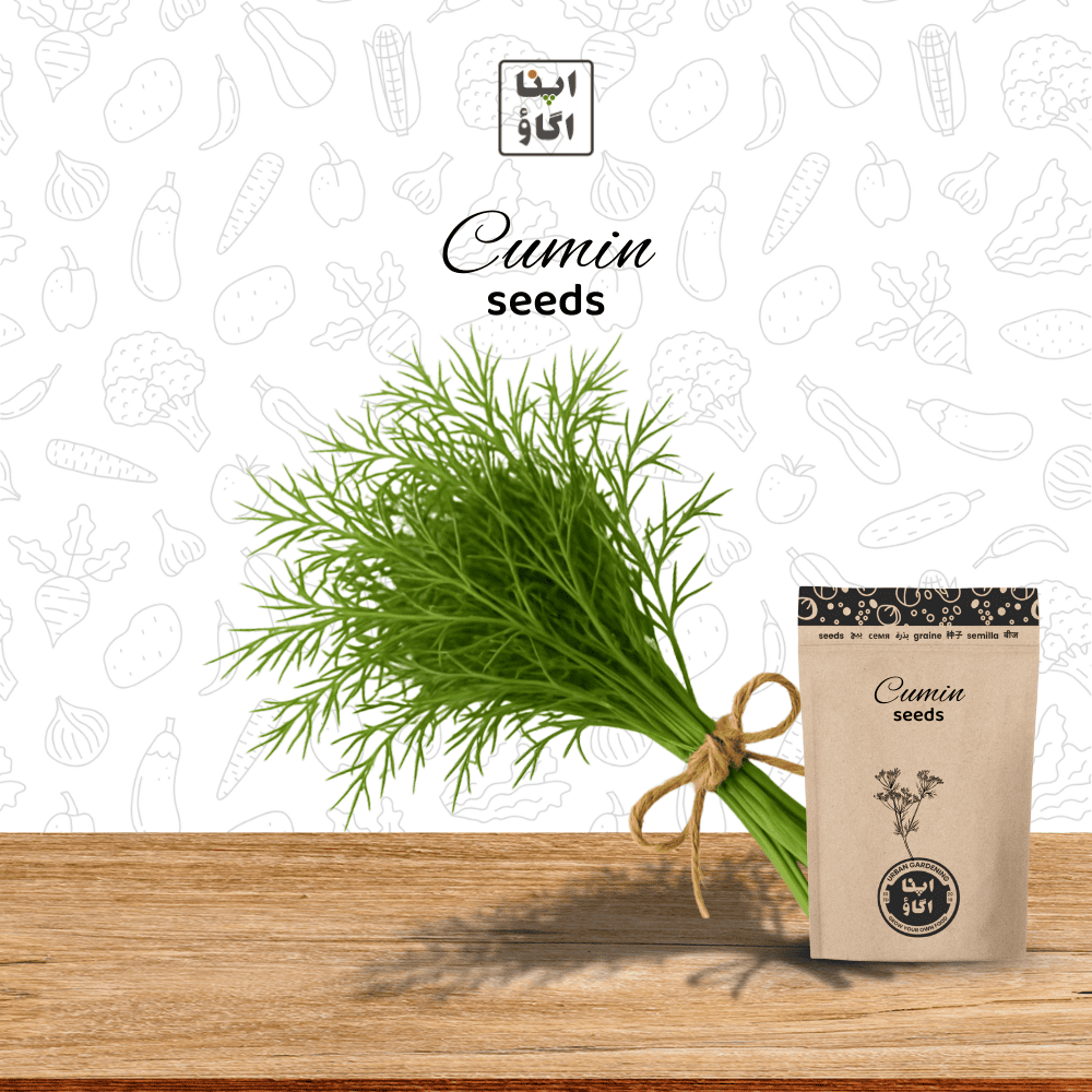 Cumin (Zeera) Herb Seeds – Warm, Aromatic Spice Crop
