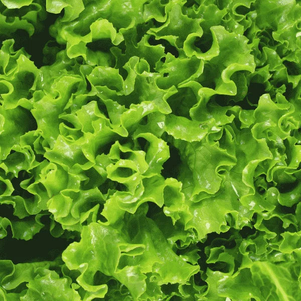 Curly green lettuce with fresh frilly leaves