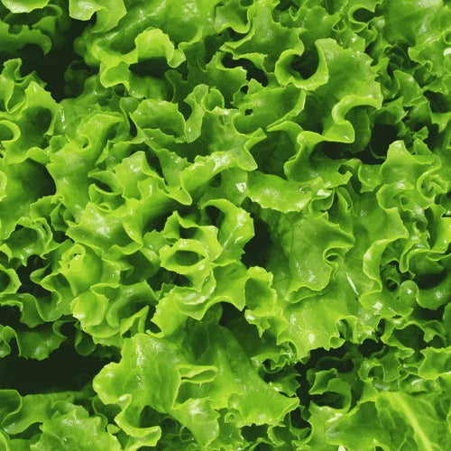 Curly green lettuce with fresh frilly leaves