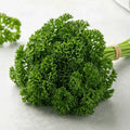 grow your own curly parsley at home in Pakistan
