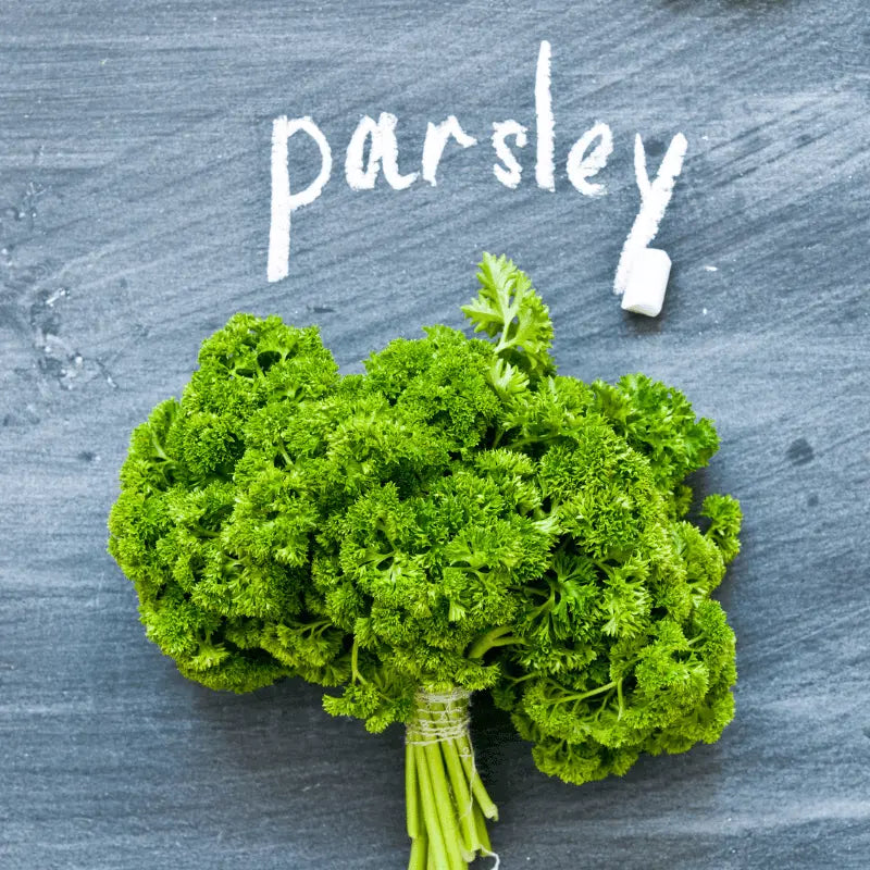grow curley parsley