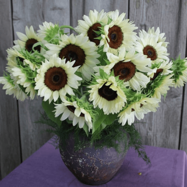 White sunflower with a brown center on a white background