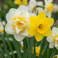 Close-up of white double and yellow daffodil (narcissus) flowers