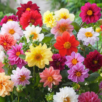 Unwins Bedding Mix Dahlia flowers – dahlia seeds in Pakistan | Apnaugao