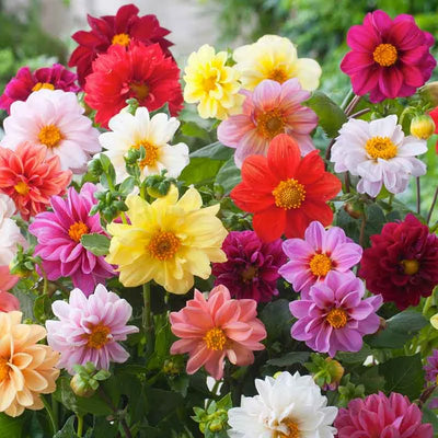 Unwins Bedding Mix Dahlia flowers – dahlia seeds in Pakistan | Apnaugao