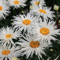 rare crazy daisy flower seeds in Pakistan