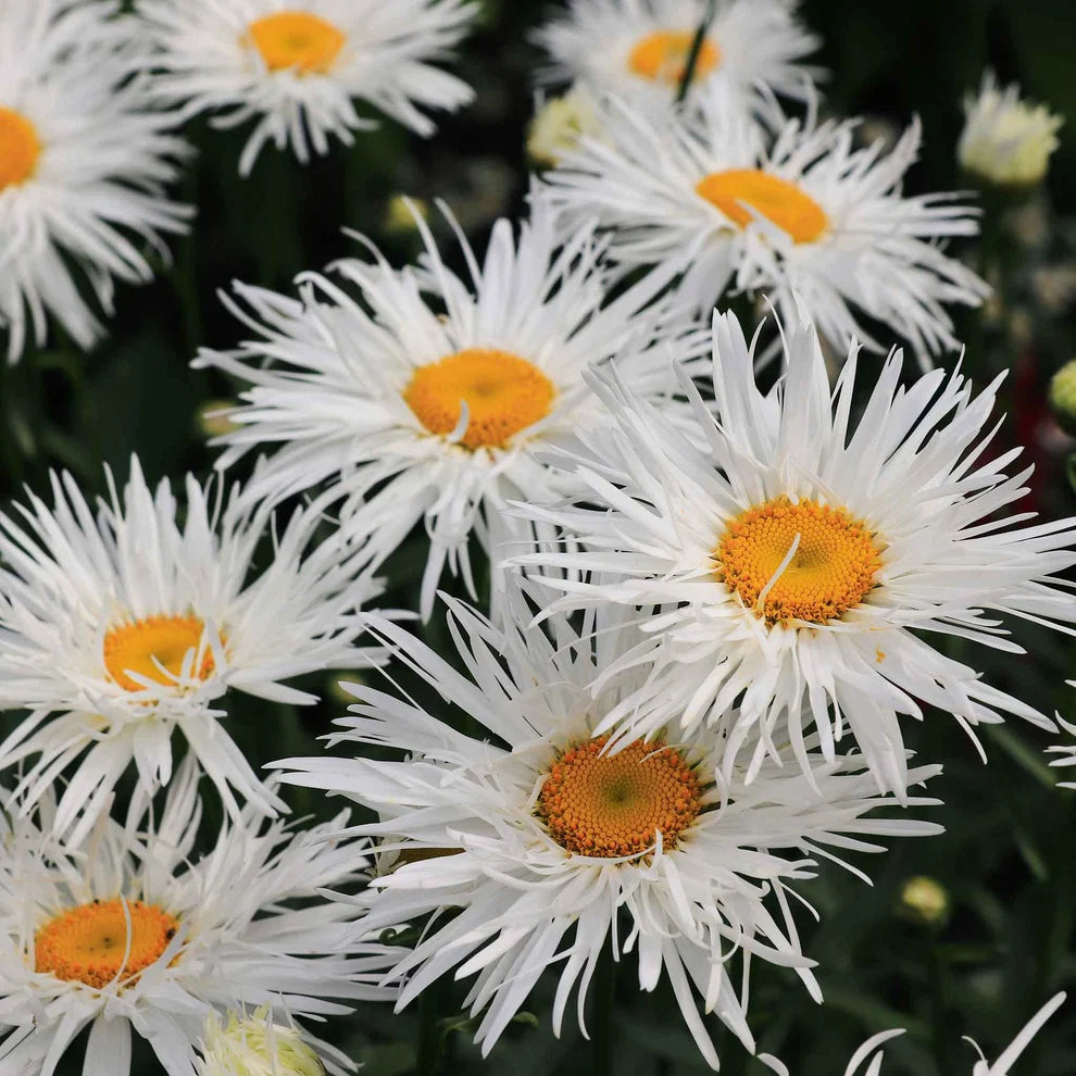 rare crazy daisy flower seeds in Pakistan