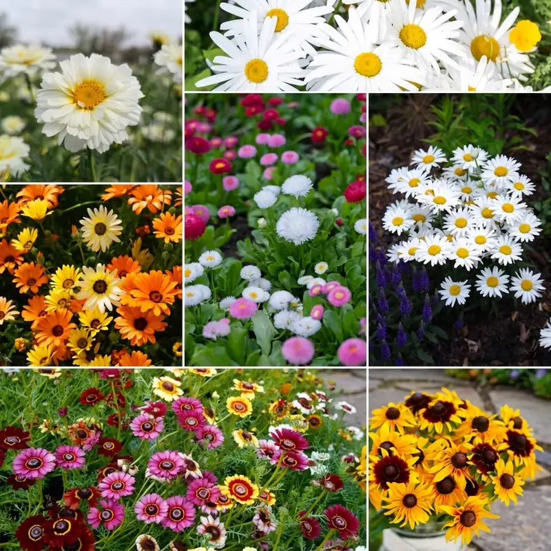 Daisy Crazy flower seed mix – daisy seeds in Pakistan | Apnaugao