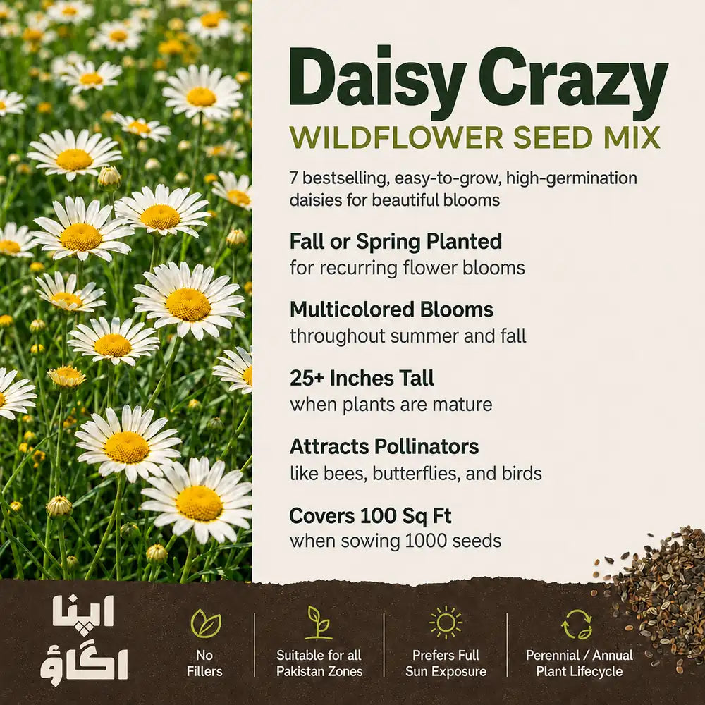 Daisy Crazy flower seed mix – daisy seeds in Pakistan | Apnaugao