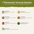 Daisy Crazy flower seed mix – daisy seeds in Pakistan | Apnaugao