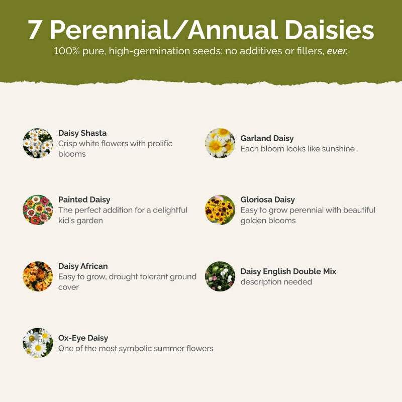 Daisy Crazy flower seed mix – daisy seeds in Pakistan | Apnaugao