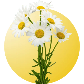 Daisy flower seeds in Pakistan