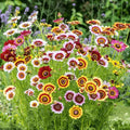 Chrysanthemum Tricolour Mix seeds – painted daisy rainbow flower seeds in Pakistan – ApnaUgao