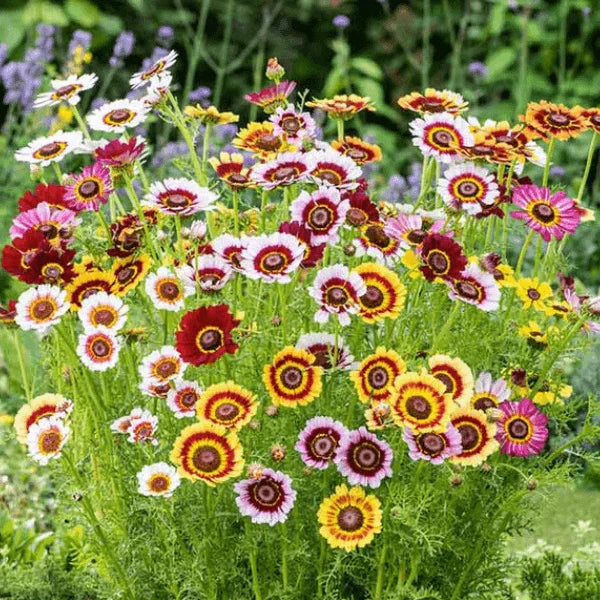 Chrysanthemum Tricolour Mix seeds – painted daisy rainbow flower seeds in Pakistan – ApnaUgao