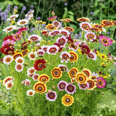Chrysanthemum Tricolour Mix seeds – painted daisy rainbow flower seeds in Pakistan – ApnaUgao