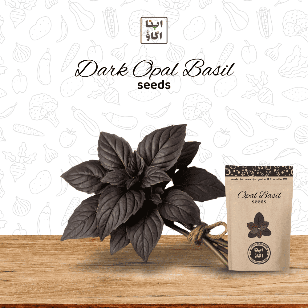 purple basil seeds by available in Pakistan