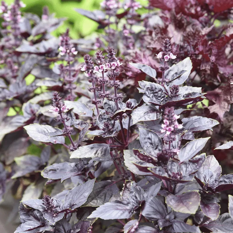 opal basil seeds | apnaugao
